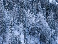 Tiefblick auf raureifüberzogenen Wald